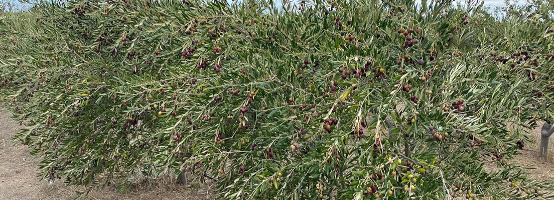 Origen Chubut Ketrawe aceite de oliva