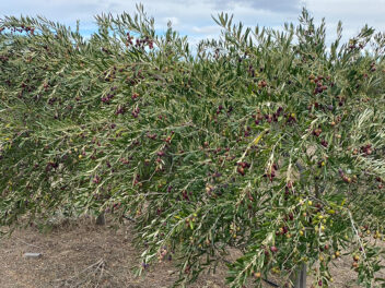 Origen Chubut Ketrawe aceite de oliva