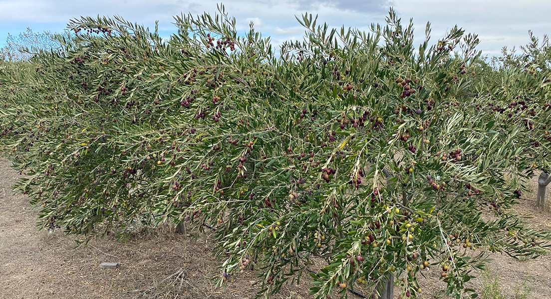 Origen Chubut Ketrawe aceite de oliva