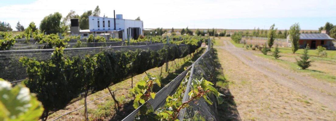 Origen Chubut Finca Caballo Blanco