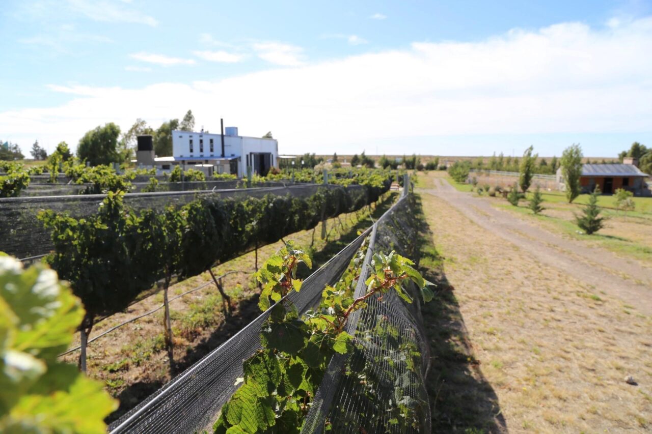 Origen Chubut Finca Caballo Blanco