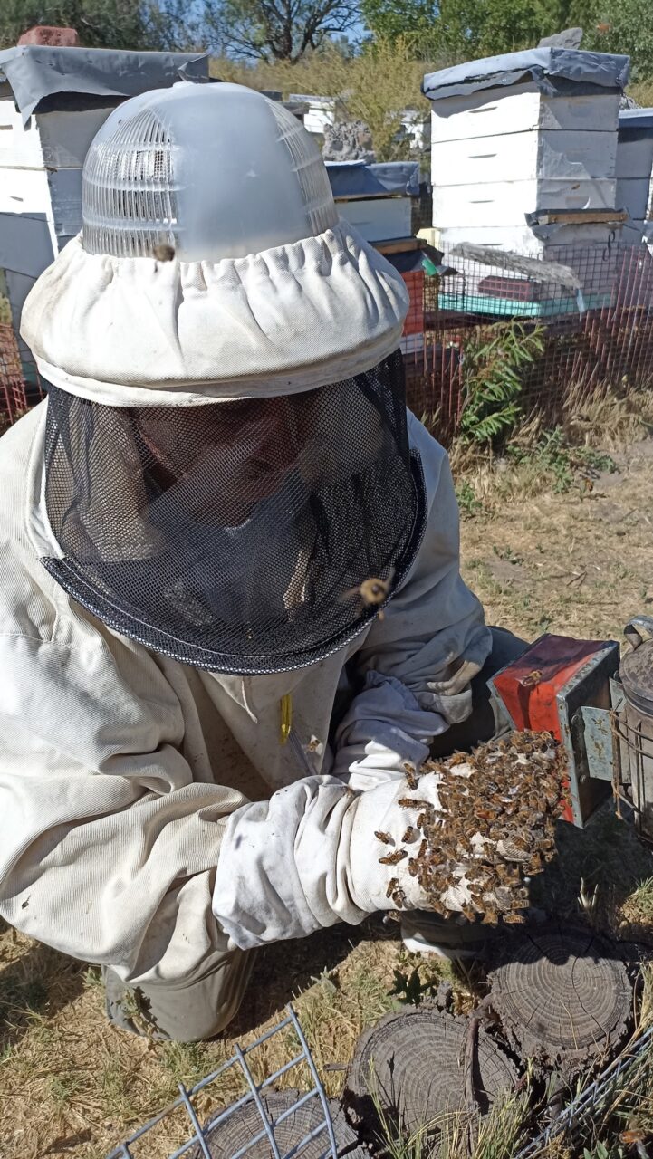 Origen Chubut "Miel de Chubut Sant Jordi"