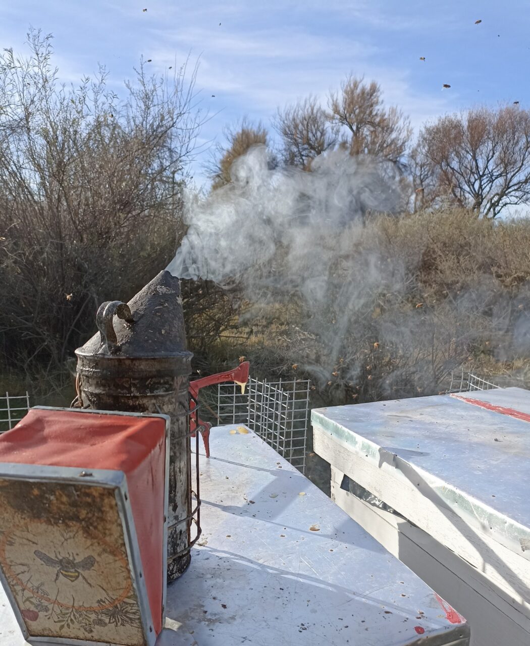 Origen Chubut "Miel de Chubut Sant Jordi"