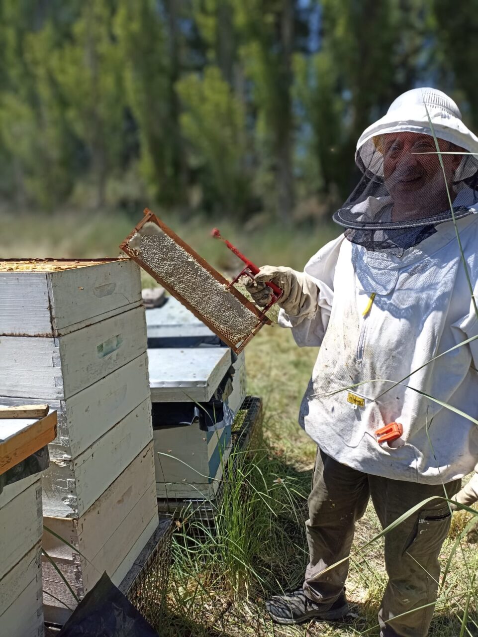 Origen Chubut "Miel de Chubut Sant Jordi"