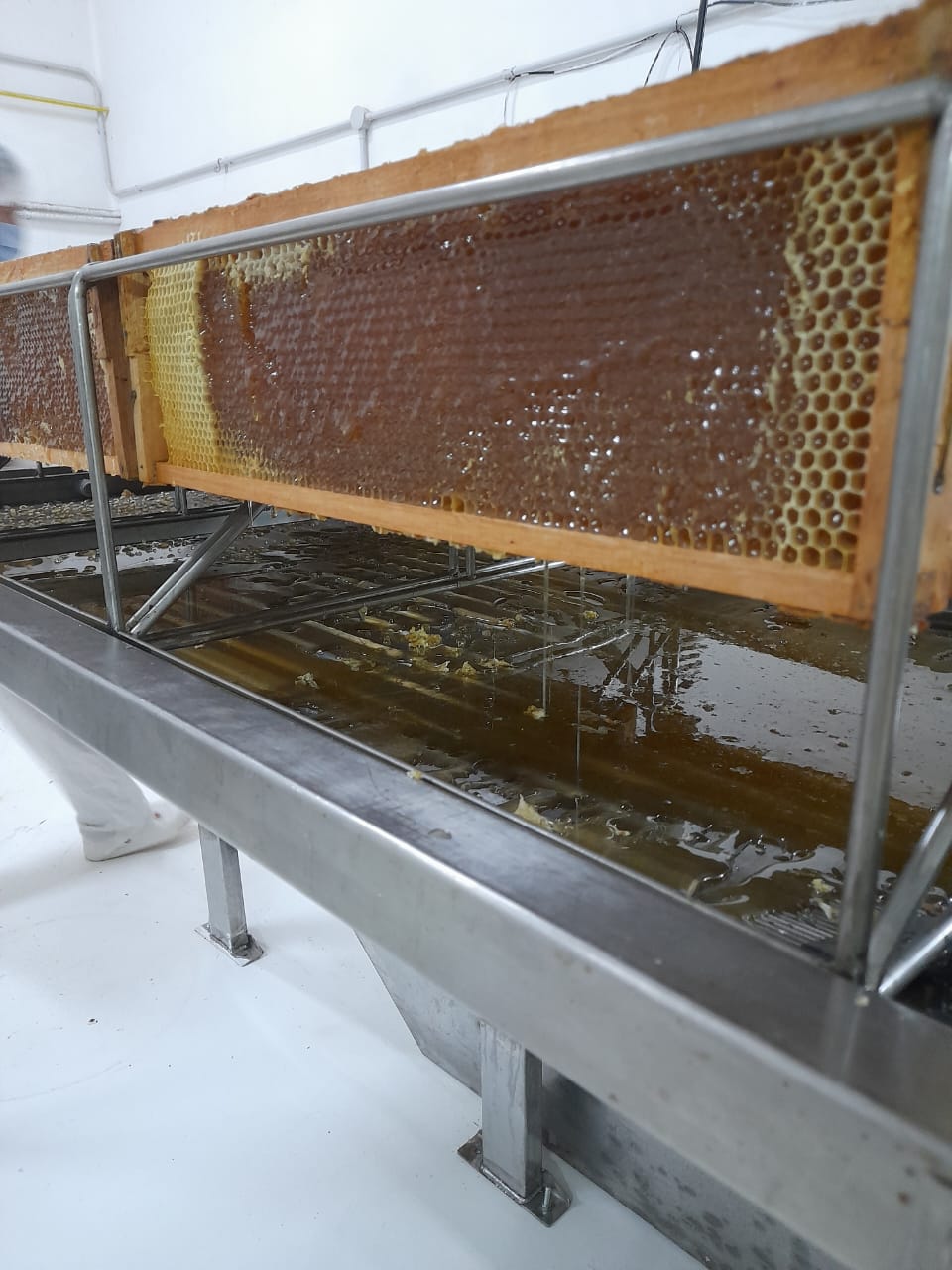 Origen Chubut "Miel de Chubut Sant Jordi"